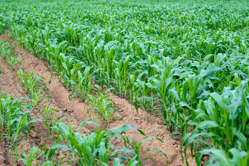 Rolls of the corn field in the countryside.