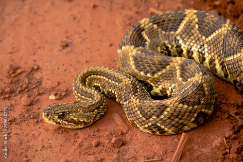 Close of a rattlesnake at a brazilian cerrado field at sunset, in Minas Gerais, showing a deffensive behaviour in wildlife