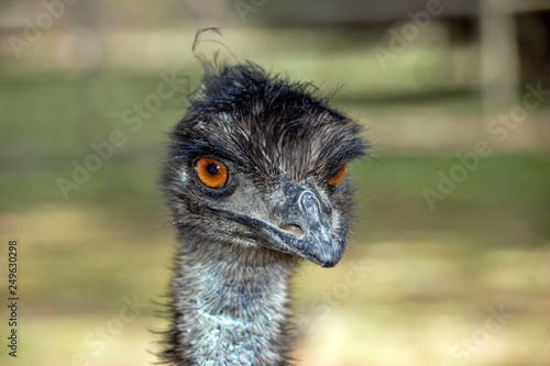 A close up of an Australian emu
