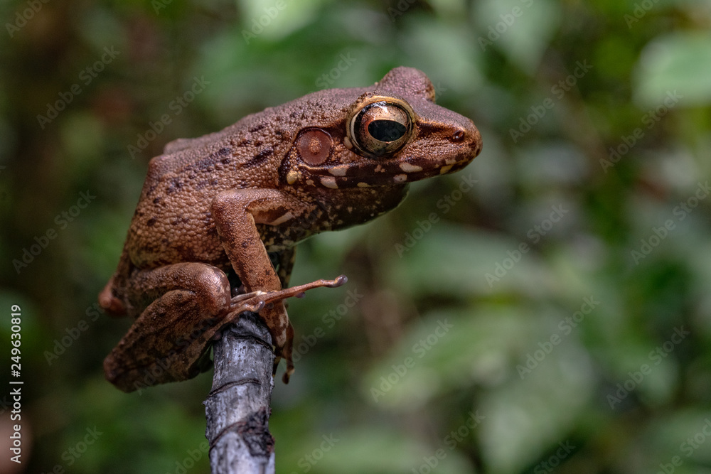 Brown Leaf Tree Frog in Mulu National Park, Borneo Malaysia Brown Leaf Tree Frog in Mulu National Park, Borneo Malaysia