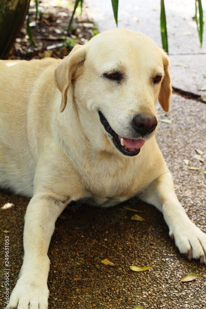 Brown dog cute is staring on floor Brown dog cute is staring on floor