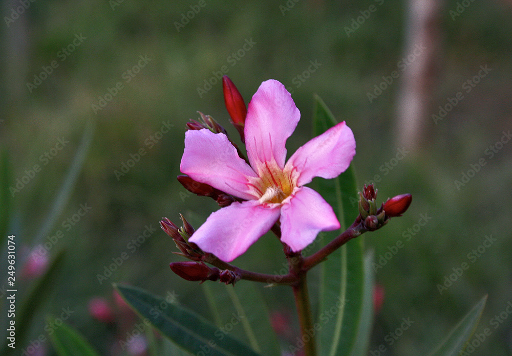 Flowers of the Brazilian flora. Exotic, wild, cerrado, gardens, mountains of Minas Gerais Flowers of the Brazilian flora. Exotic, wild, cerrado, gardens, mountains of Minas Gerais