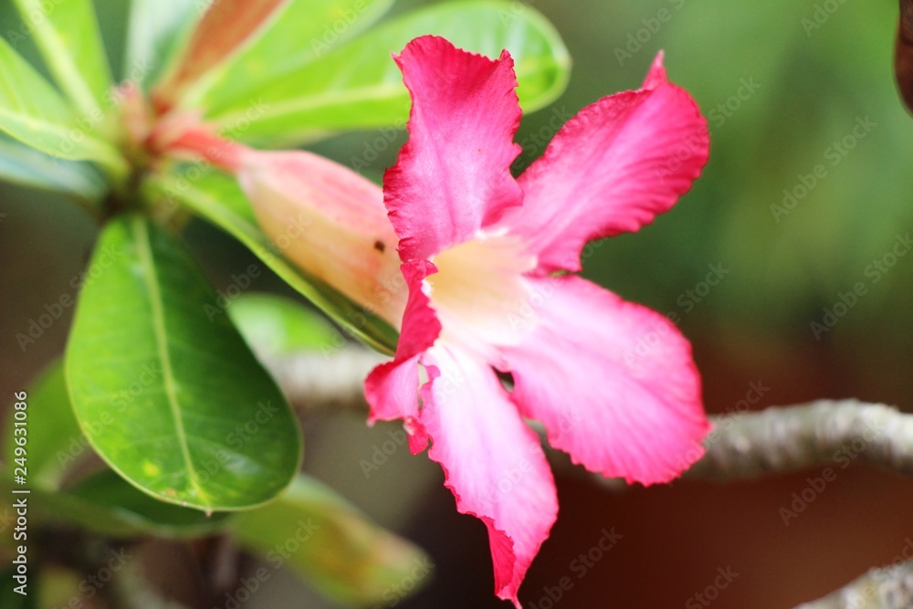 Azalea flowers is beautiful at the garden Azalea flowers is beautiful at the garden
