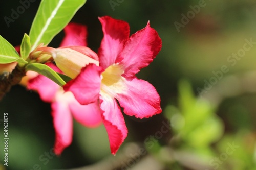 Azalea flowers is beautiful at the garden