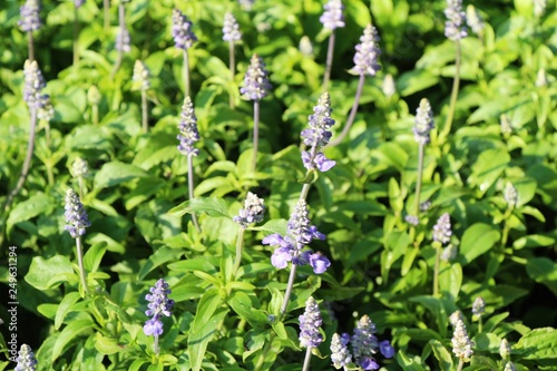 Purple salvia flowers at beautiful in garden