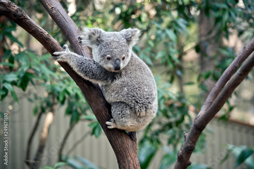 a joey koala climbing a tree