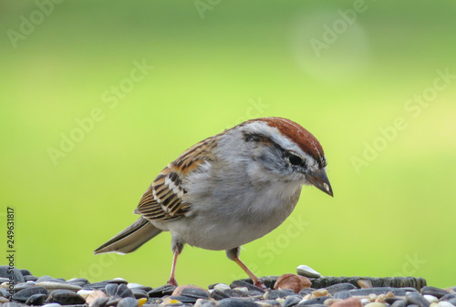 sparrow on a branch © ErinMorgan