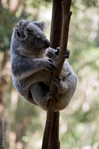 Photography A koala cuddling her  joey