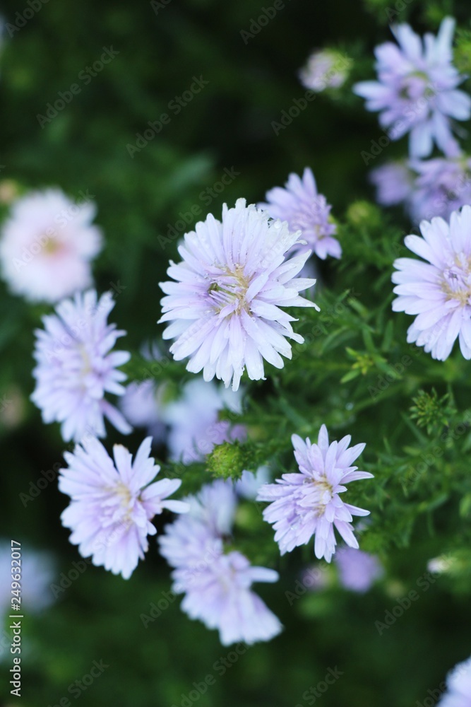 Dailsy flower beautiful in garden the nature Dailsy flower beautiful in garden the nature