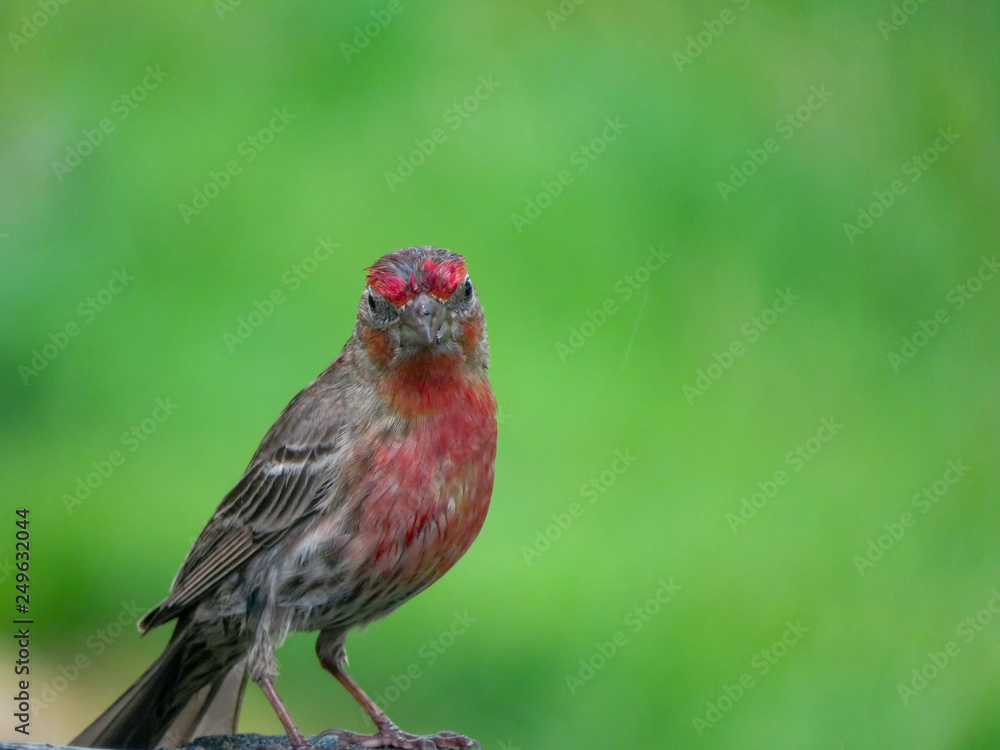 purple finch purple finch