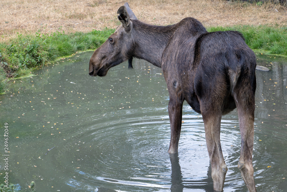 Female moose (Alces alces) standing in pond. Female moose (Alces alces) standing in pond.