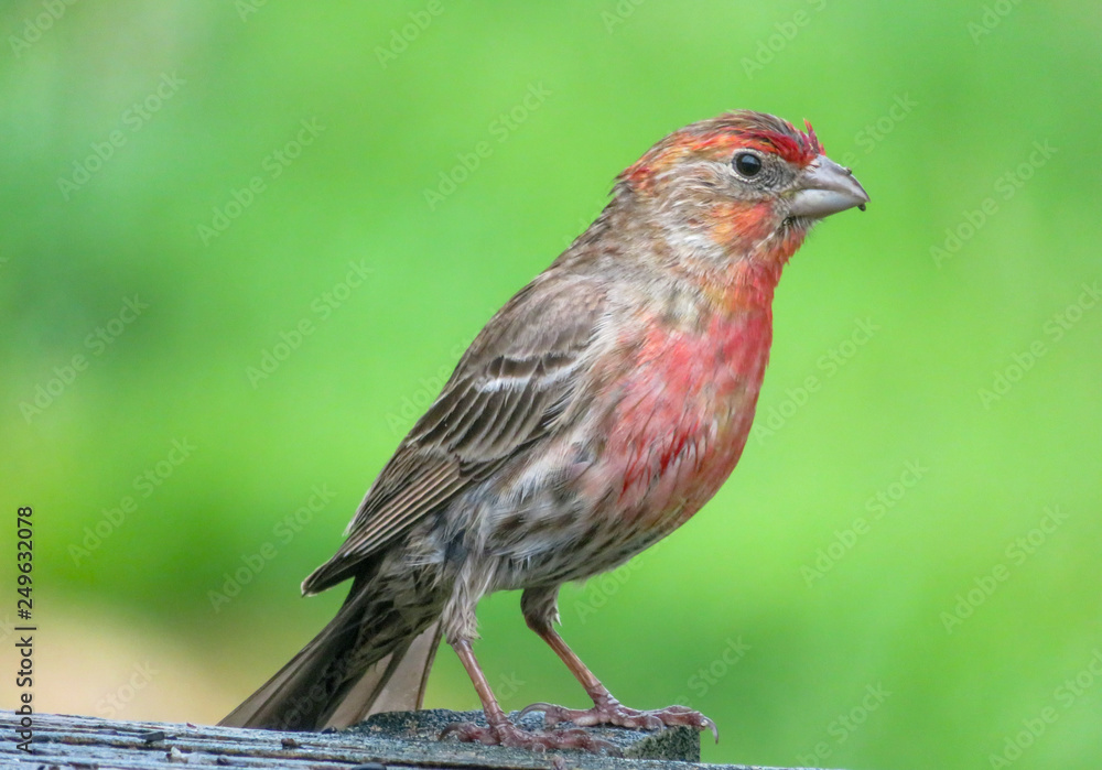 House Finch House Finch