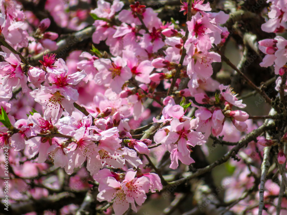 blooming cherry tree in spring