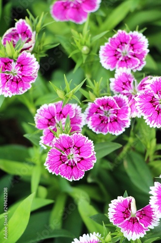 Beautiful bloom colorful flowers in the garden