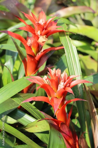 Bromeliad flower in the garden with nature