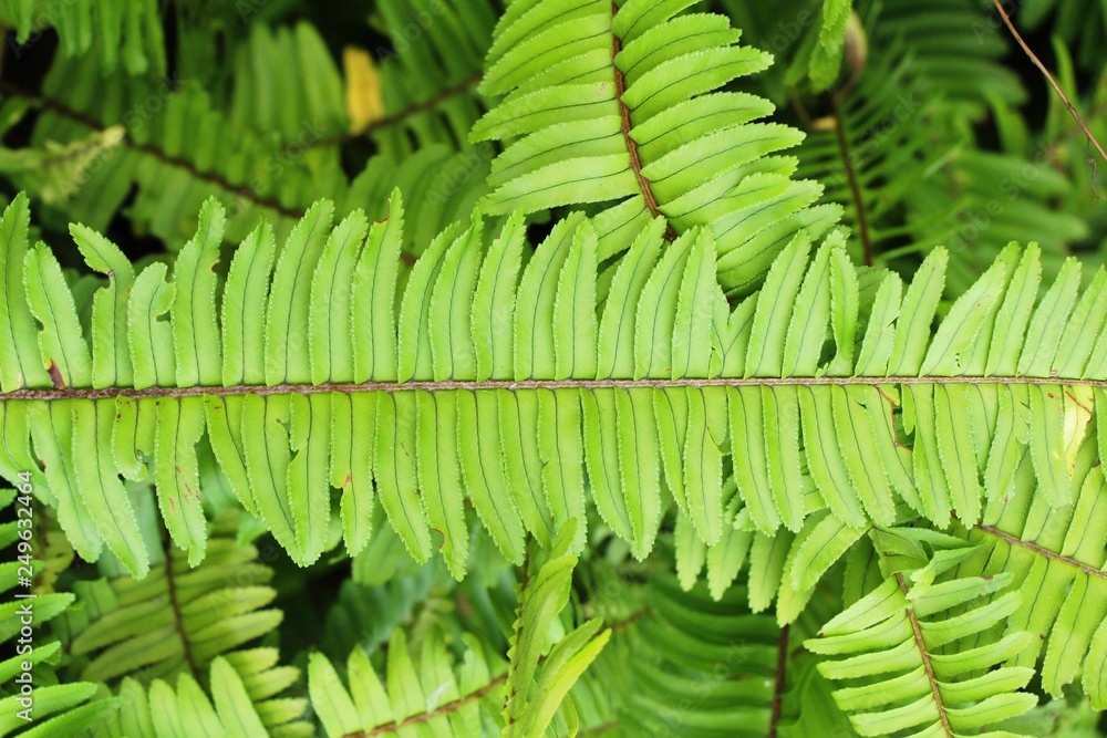 Fototapeta premium Fern is beautiful in garden with nature
