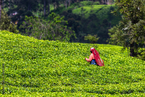 Tea plantation near Haputale. Sri Lanka. photo