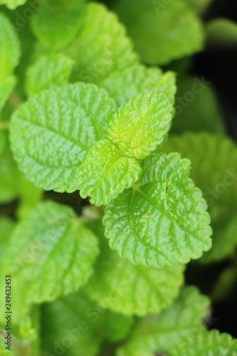 Pepper mint leaves in garden with nature