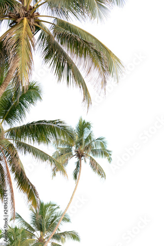 Fototapeta Naklejka Na Ścianę i Meble -  coconut palm tree isolated on white background