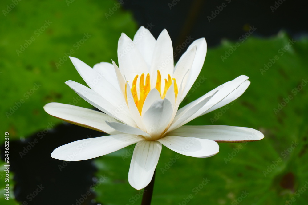 Charming blooming exotic tropical flowers on a nature background Charming blooming exotic tropical flowers on a nature background
