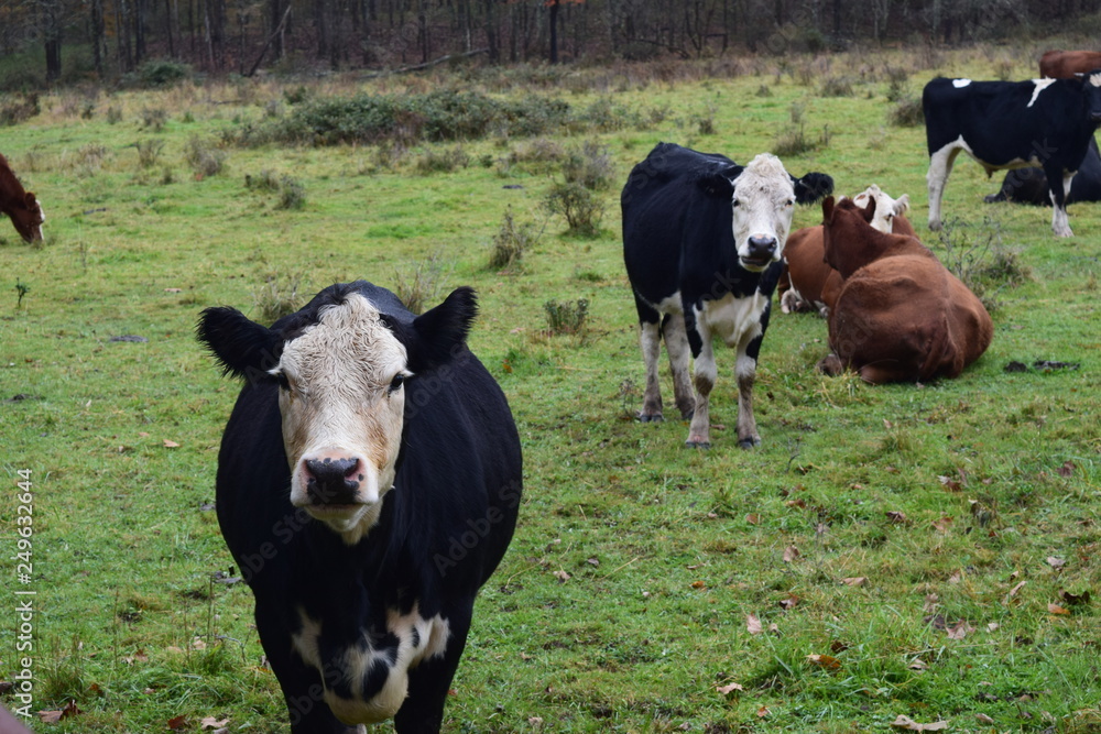 Fototapeta premium cows in a field