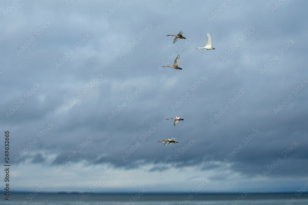 A flock of geese flying over water