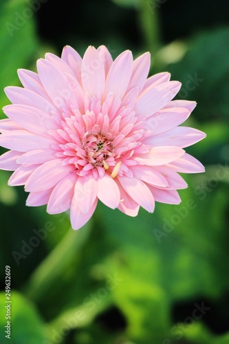 Gerbera flowers in garden with the nature