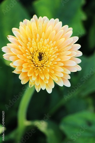 Gerbera flowers in garden with the nature