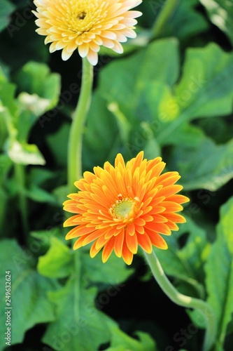 Gerbera flowers in garden with the nature