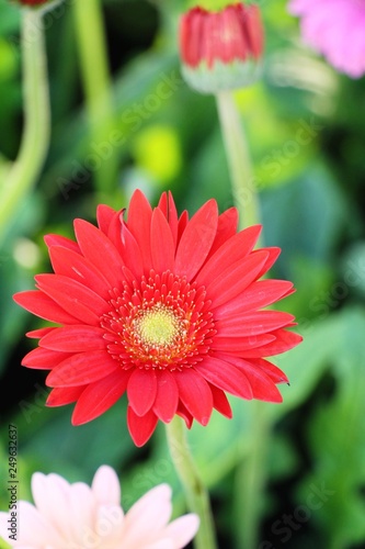 Gerbera flowers in garden with the nature