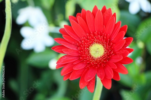 Gerbera flowers in garden with the nature
