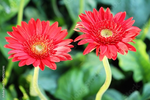Gerbera flowers in garden with the nature