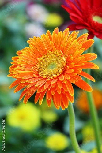 Gerbera flowers in garden with the nature