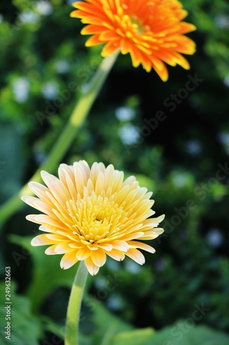 Gerbera flowers in garden with the nature