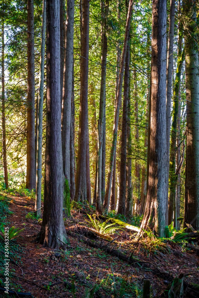 Obraz premium Landscape with tree trunks in the forest on the mountainside illuminated by sunlight