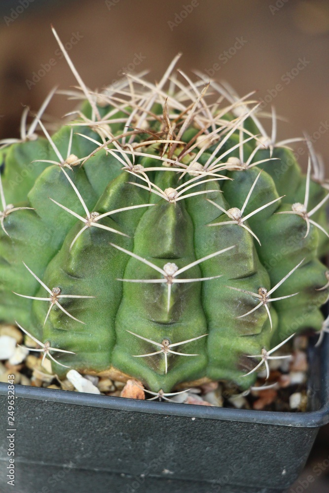 Beautiful small the cactus in the pot Beautiful small the cactus in the pot