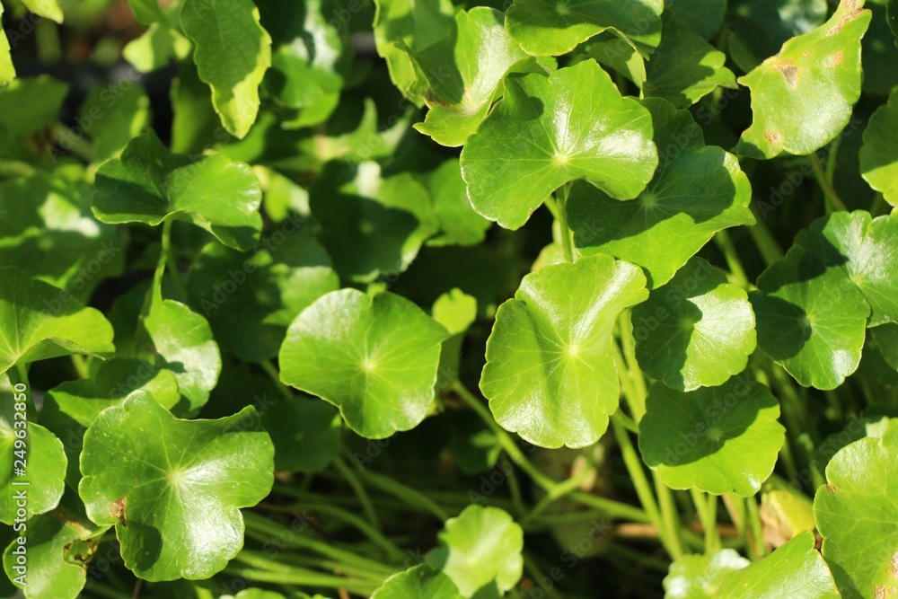 Asiatic pennywort at organic with the nature Asiatic pennywort at organic with the nature