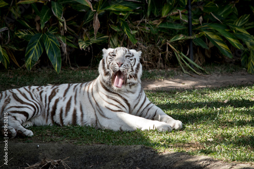 white tiger is yawning