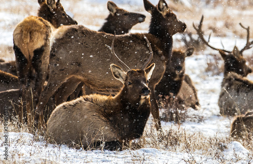 Elk in Rocky Mountain National Park Colorado