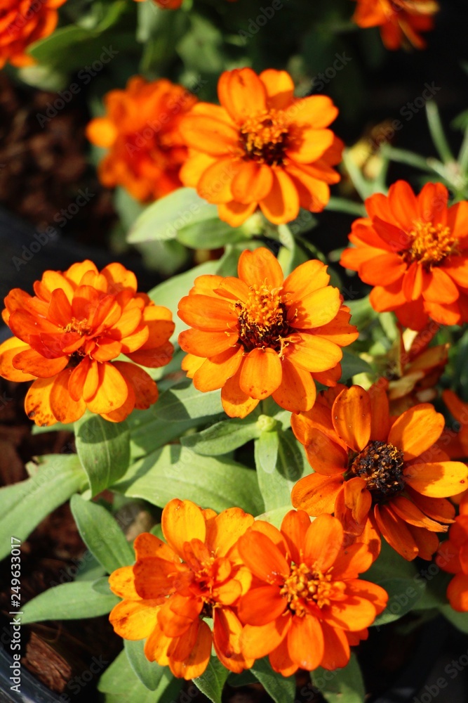 Dailsy flower beautiful in garden the nature Dailsy flower beautiful in garden the nature