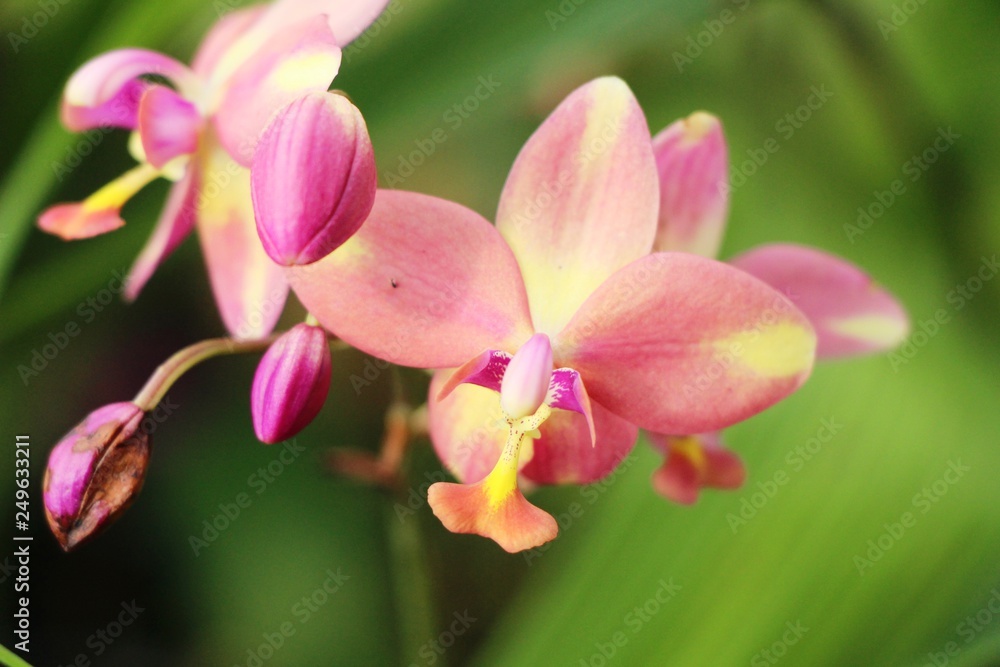 Orchid flower at beautiful in the nature Orchid flower at beautiful in the nature