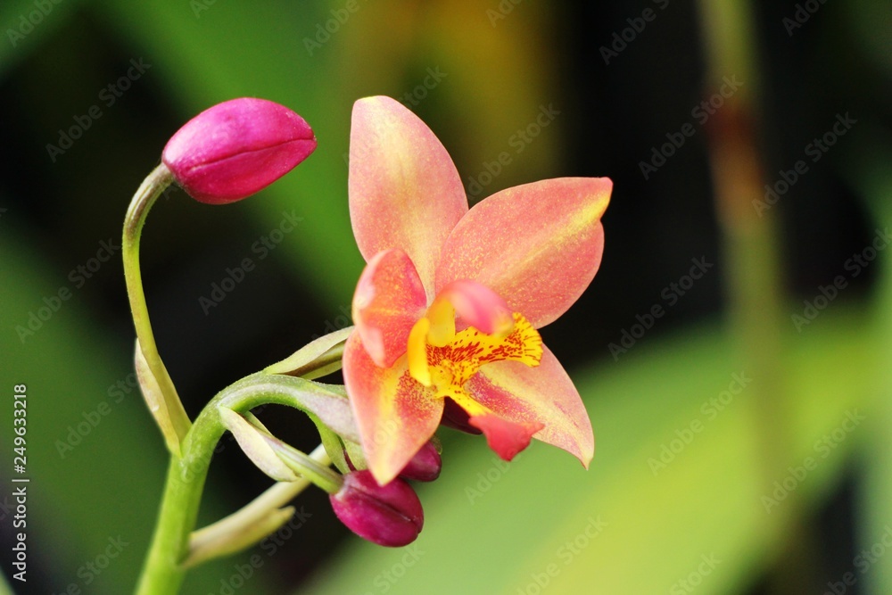 Orchid flower at beautiful in the nature