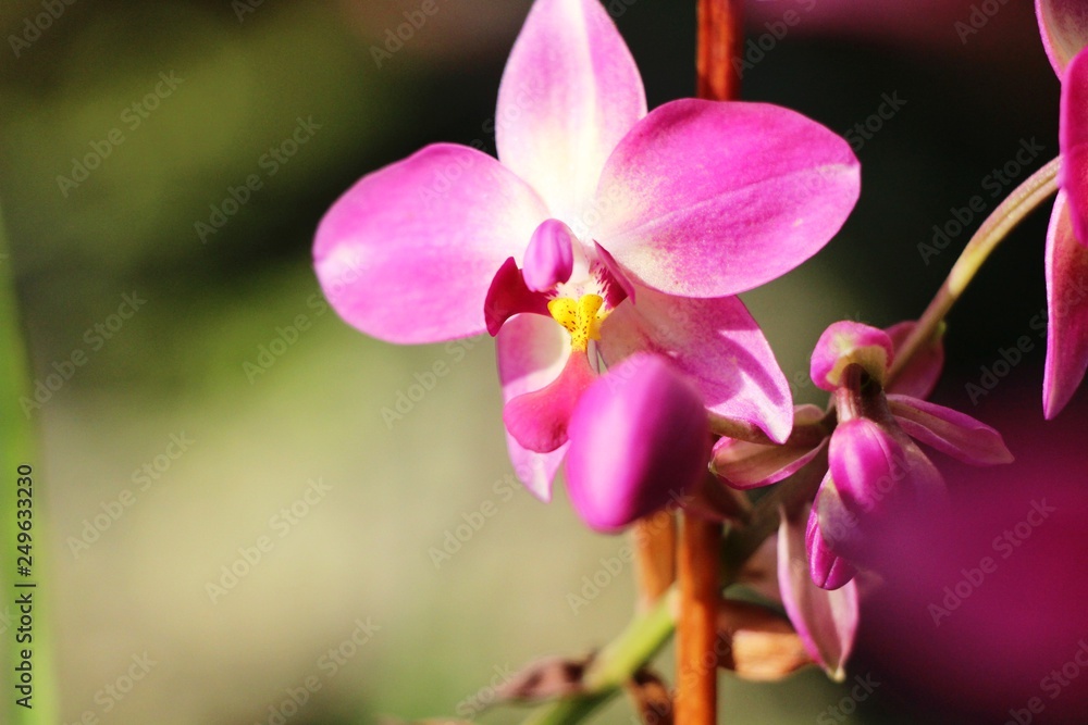 Orchid flower at beautiful in the nature Orchid flower at beautiful in the nature