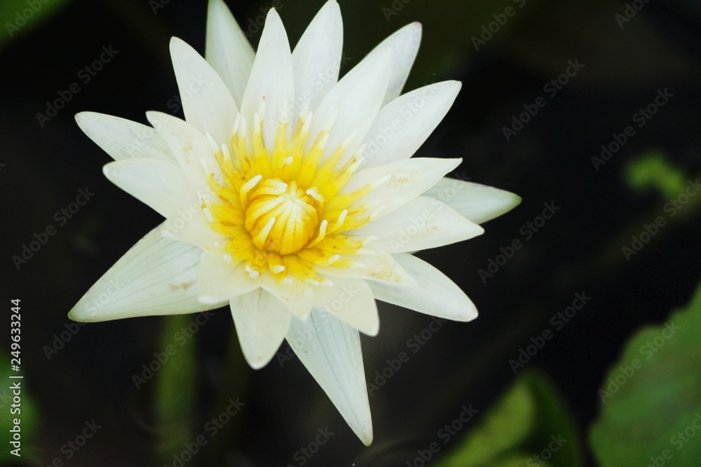 Beautiful lotus in the pond with nature Beautiful lotus in the pond with nature