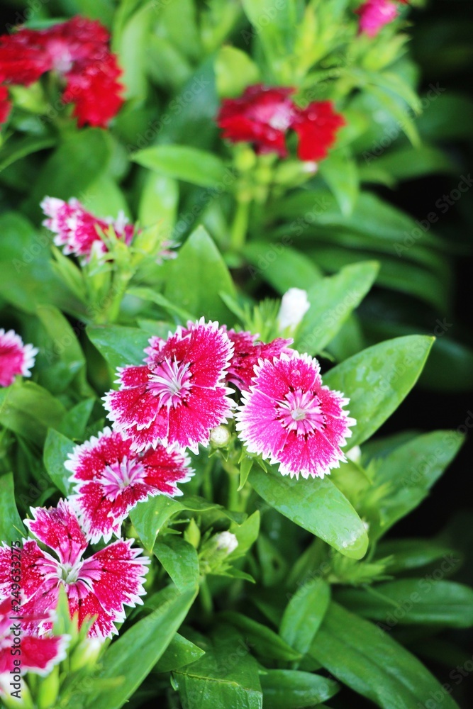 Beautiful bloom colorful flowers in the garden Beautiful bloom colorful flowers in the garden
