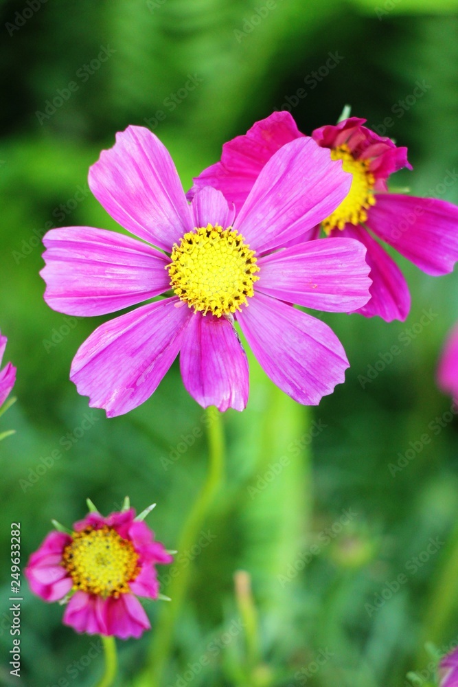 Beautiful cosmos colorful flowers in the garden Beautiful cosmos colorful flowers in the garden