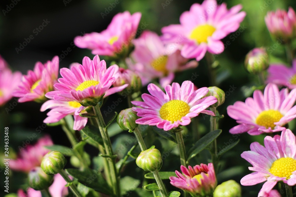 Obraz premium Chrysanthemums flower is beautiful in the garden