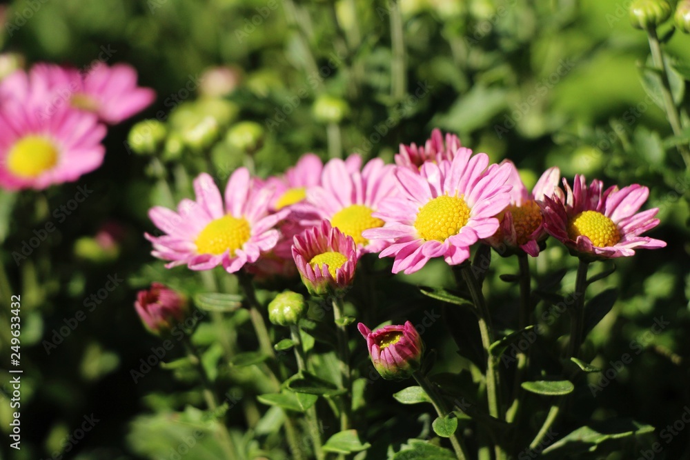 Chrysanthemums flower is beautiful in the garden Chrysanthemums flower is beautiful in the garden
