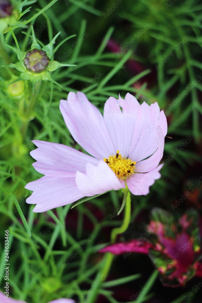 Beautiful cosmos colorful flowers in the garden Beautiful cosmos colorful flowers in the garden