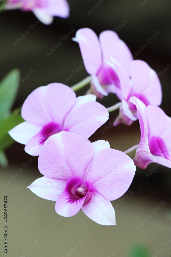 Obraz premium Orchid flower at beautiful in the nature